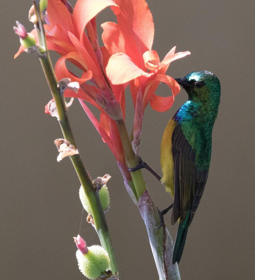 Sunbirds Chobe Hotel Kasane Exterior photo